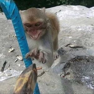 Meet your Posher, Adam